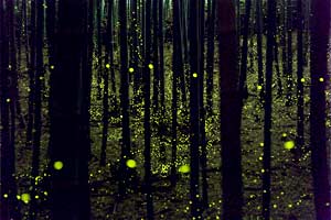Japanese Fireflies