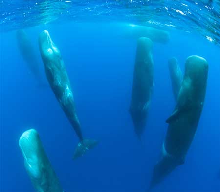 Slumbering Sperm Whales