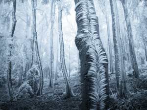 Wind-Blown Tree Frost