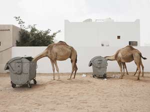 Hungry Camelus Dromedarius in Dubai