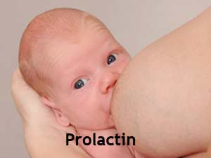 Prolactin