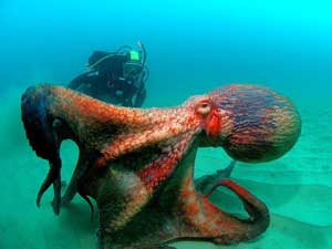 Octopus and Diver