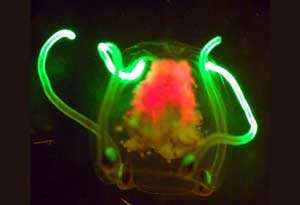 Planktonic Jellyfish