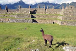 Llamas Help Keep Grass Short