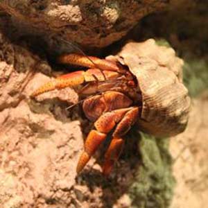 Hermit Crabs Prove to Be Sociable