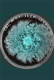 Artful Bacterial Colony in a Petri Dish