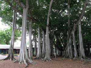 Edison's Florida Banyan Tree