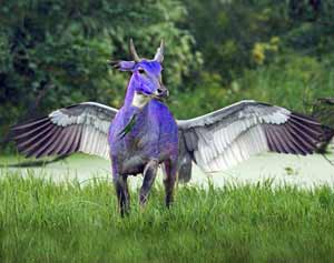 Hey! A Purple Flying Cow!
