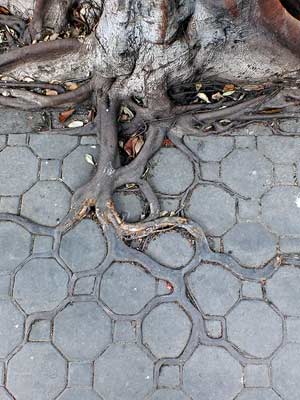 Octagonal Roots