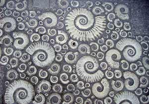 Loitering Ammonites