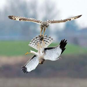 Owl Versus Harrier