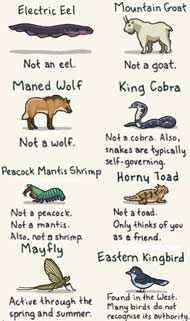 Animals with Misleading Names