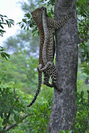 Fearless Leopard