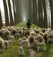 The Sheep Hear the Shepherd