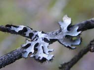 Parmelia Sulcata Shield Lichen