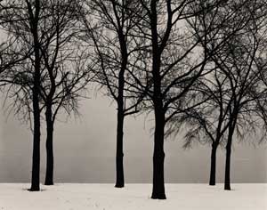 Trees and Mist