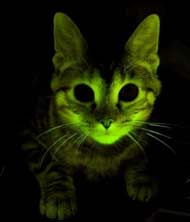 Speak of This Cat in Glowing Terms