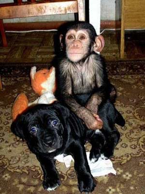 Puppy and Chimp