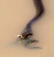 Water Moccasin with Frog