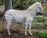 Blonde Zebra