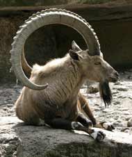 Male Nubian Ibex