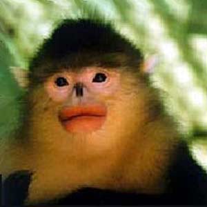 Yunnan Snub-Nosed Monkey