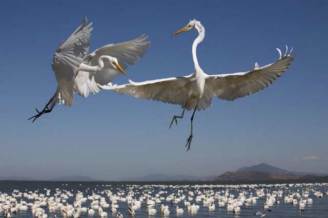 Fighting Egrets