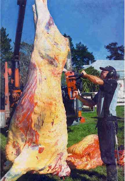 Chainsawing a cow's carcass