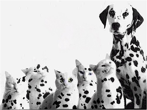 Dalmation kittens