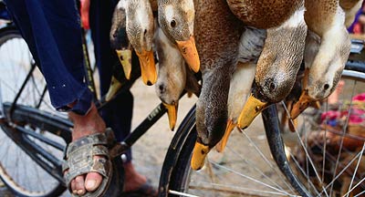 Dead ducks for dinner in Vietnam