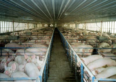 Factory Pig Farming