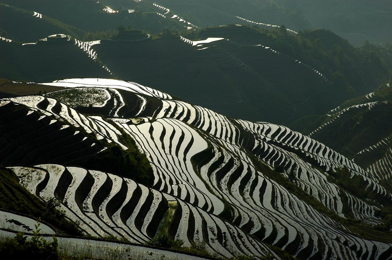 Dragon's Backbone Rice Terraces, Longsheng County, Guangxi