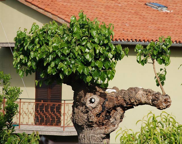 Croatian Tree with Nose Wart