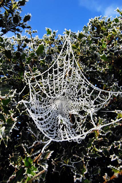 Holly and Web with Frost
