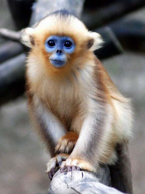 Blue-Faced Snub-Nosed Monkey
