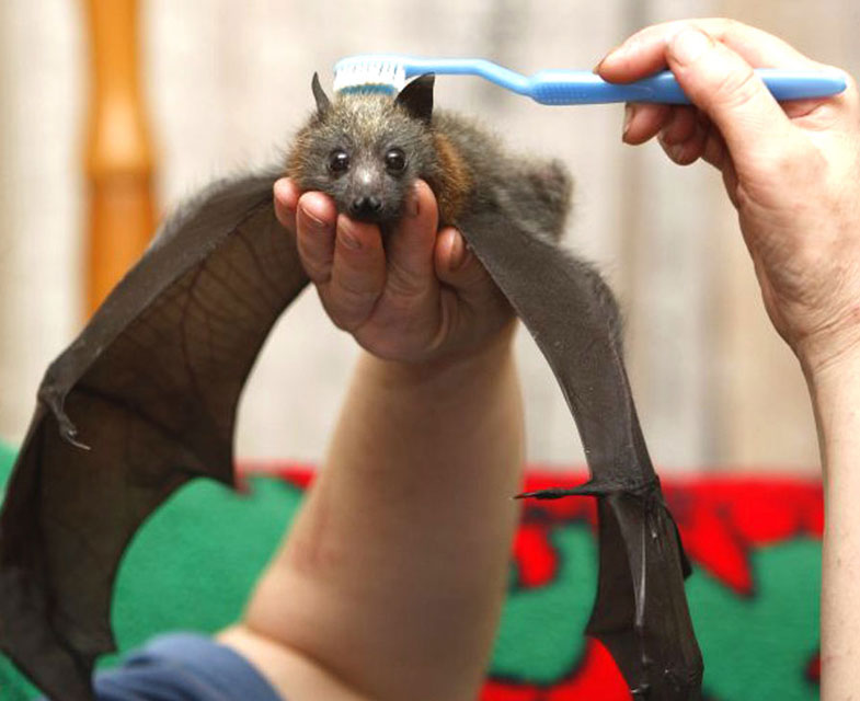 Brushing the Bat
