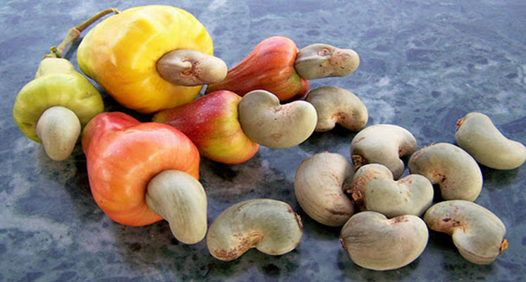 Cashew Apples and Drupes