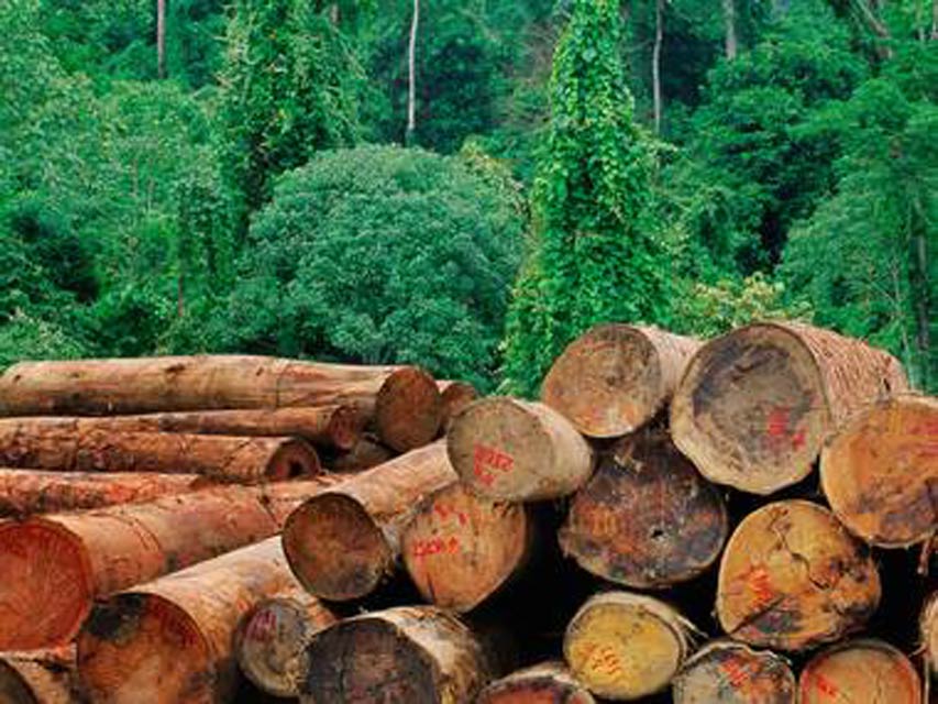 Deforestation May Have Follow-On Effects