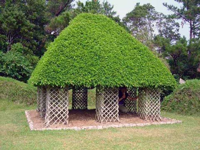 Ficus Benjamin House
