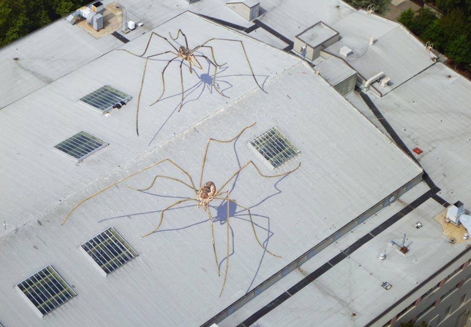Giant Harvestmen Spotted in Seattle