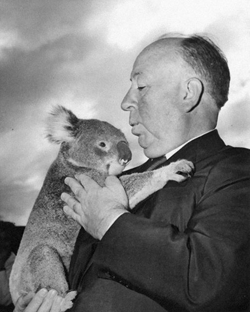 Hitchcock and Wary Koala