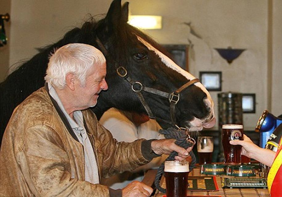 Just Another Horse in a Bar