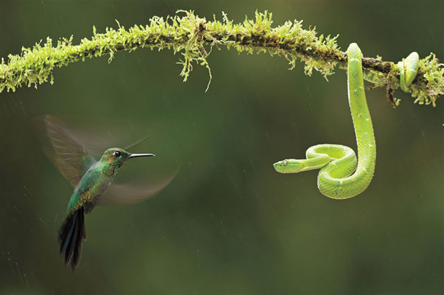 Hummingbird versus Viper