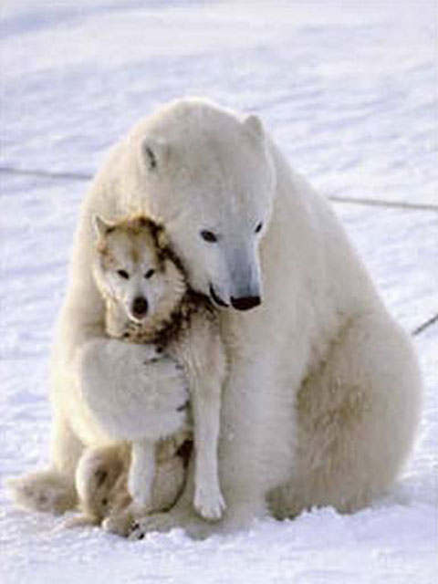 Polar Bear and Husky