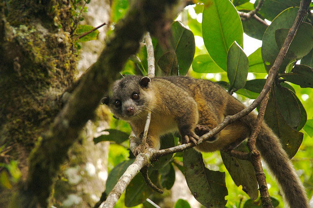 Kinkajou, Monteverde, Costa Rica, 2007