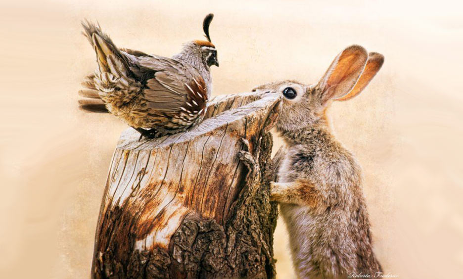Cottontail Rabbit and Gambel's Quail