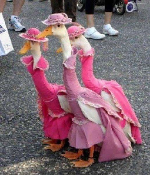 Jemima Puddleduck and her Sisters?