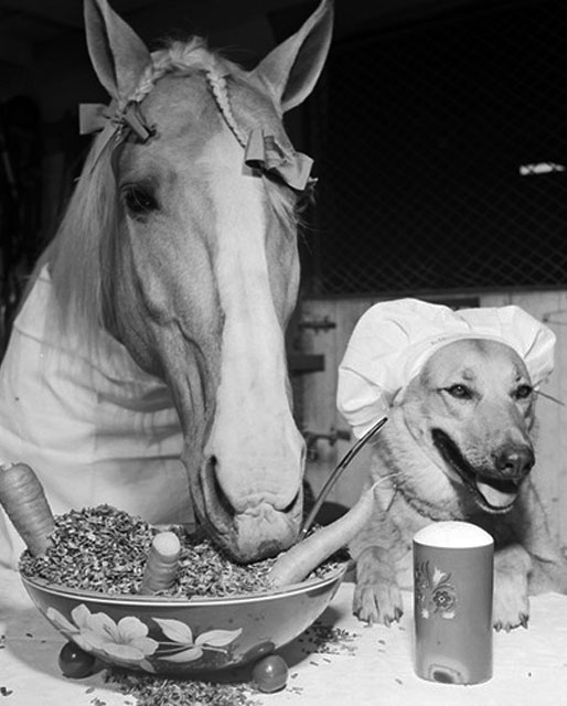 Mr Ed Has a Friend over for Dinner