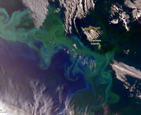 NZ Phytoplankton Bloom