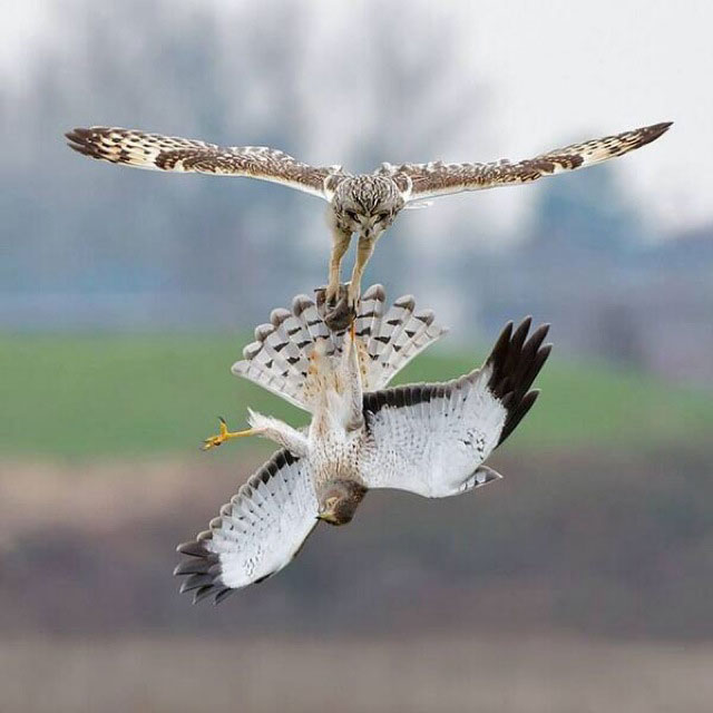 Owl Versus Harrier